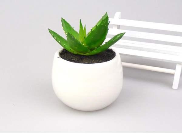 在家里養這幾種花草，凈化空氣給家人帶來健康！