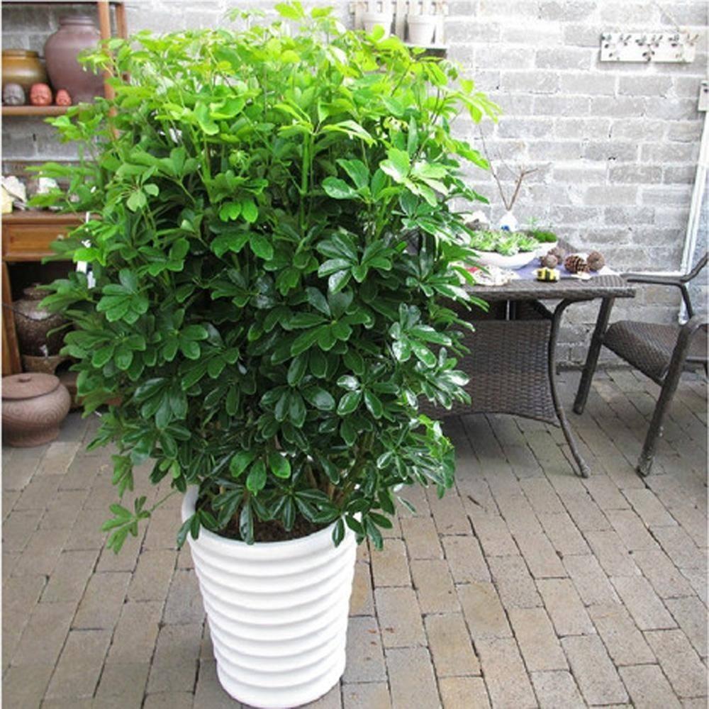 家里養花凈化空氣_屋里養什么花可以凈化空氣_室內凈化空氣花