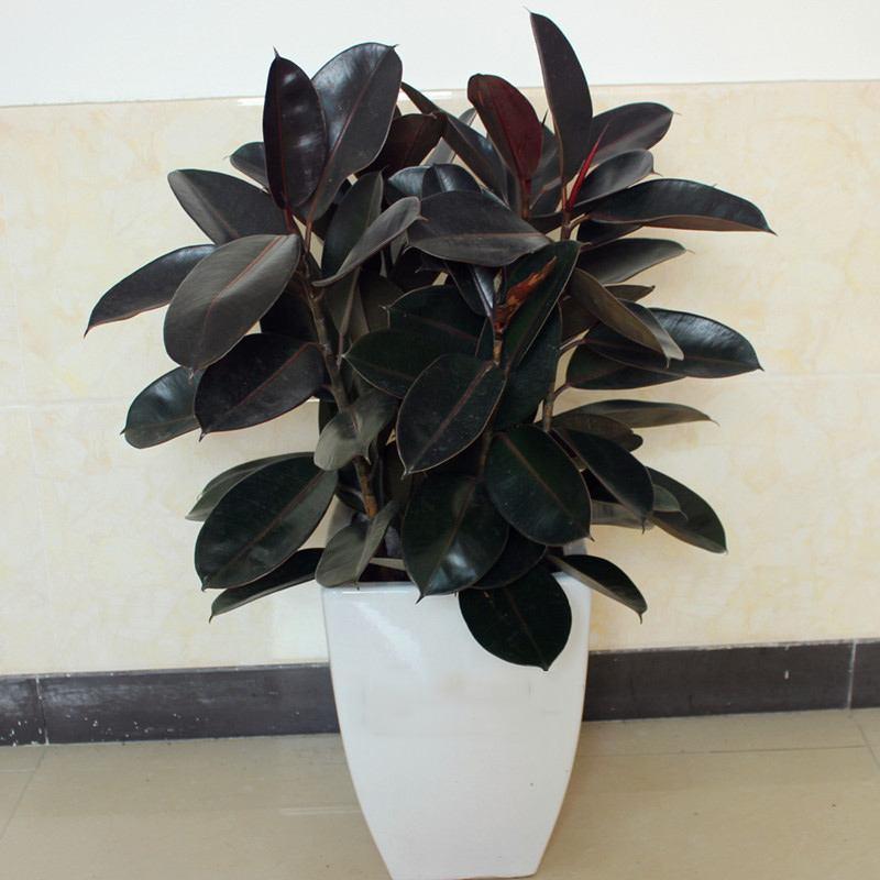 室內凈化空氣花_家里養花凈化空氣_屋里養什么花可以凈化空氣