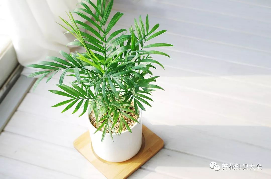 耐陰耐寒的客廳綠植_客廳耐寒綠植耐陰還是耐熱_客廳綠植耐寒養什么植物