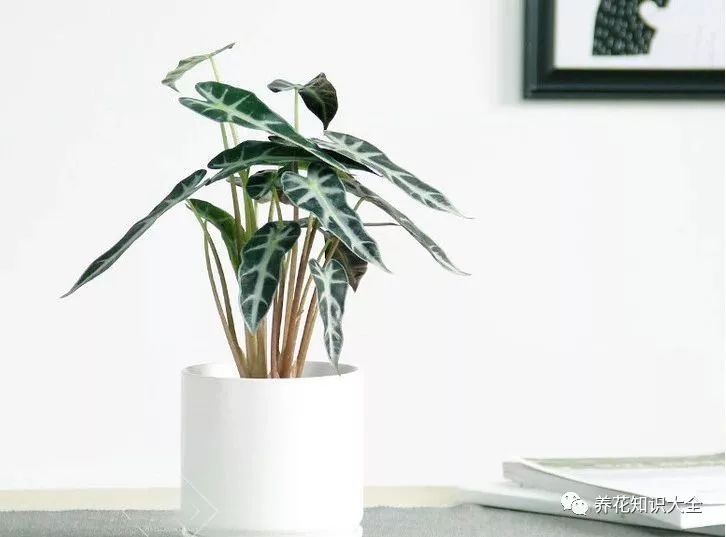 客廳耐寒綠植耐陰還是耐熱_客廳綠植耐寒養什么植物_耐陰耐寒的客廳綠植