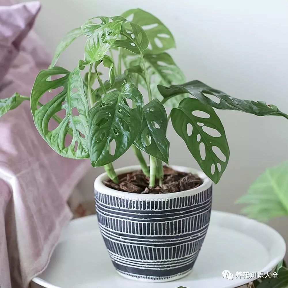 耐陰耐寒的客廳綠植_客廳耐寒綠植耐陰還是耐熱_客廳綠植耐寒養什么植物