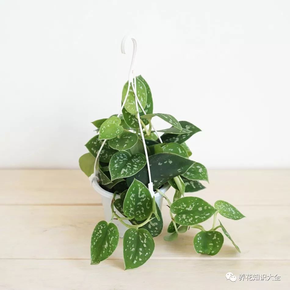 客廳耐寒綠植耐陰還是耐熱_客廳綠植耐寒養什么植物_耐陰耐寒的客廳綠植