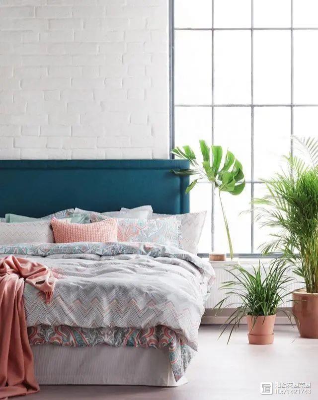 臥室能養花嗎風水_臥室能養花嗎養什么花_臥室能養花嗎