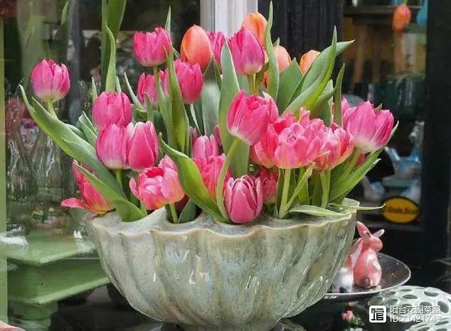 臥室能養花嗎風水_臥室能養花嗎_臥室能養花嗎養什么花