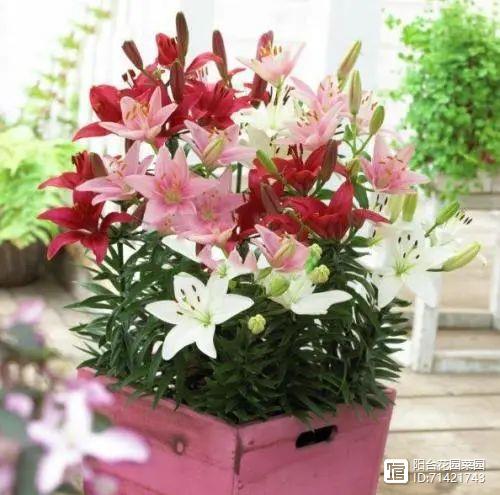 臥室能養花嗎_臥室能養花嗎風水_臥室能養花嗎養什么花
