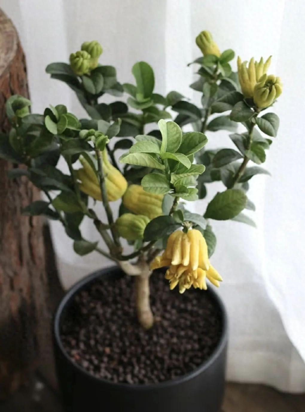 最香的6種花，有1盆香滿屋，漂亮好聞更健康！