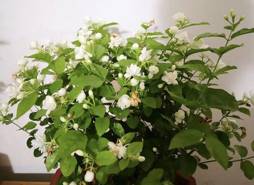 漂亮養香花好看嗎_什么花又香又漂亮又好養_家養香花