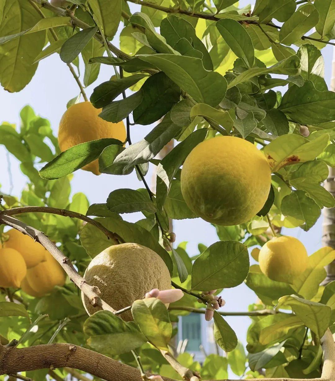 家養香花_什么花又香又漂亮又好養_漂亮養香花好看嗎