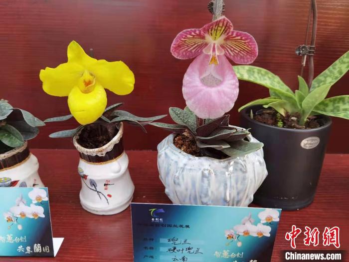 南京花卉市場營業時間_南京花卉市場_花卉南京市場有哪些