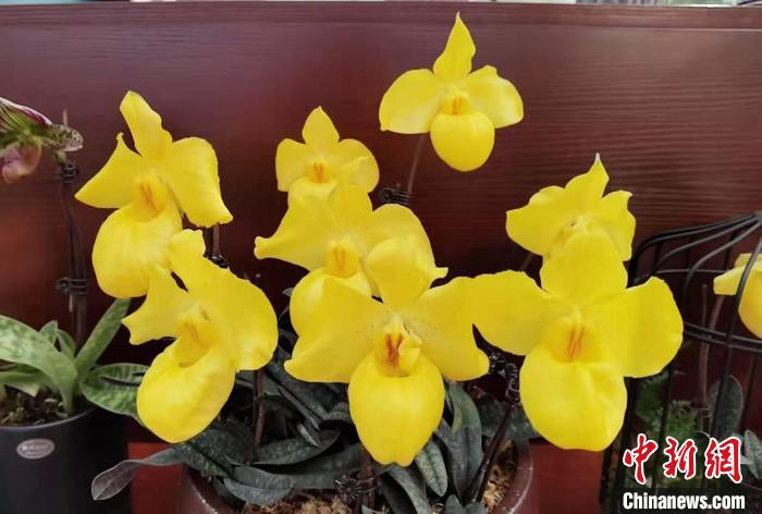 南京花卉市場_花卉南京市場有哪些_南京花卉市場營業時間