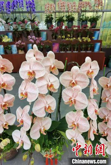 花卉南京市場有哪些_南京花卉市場_南京花卉市場營業時間