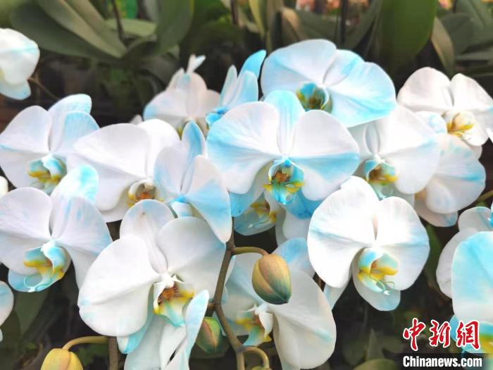 花卉南京市場有哪些_南京花卉市場_南京花卉市場營業時間