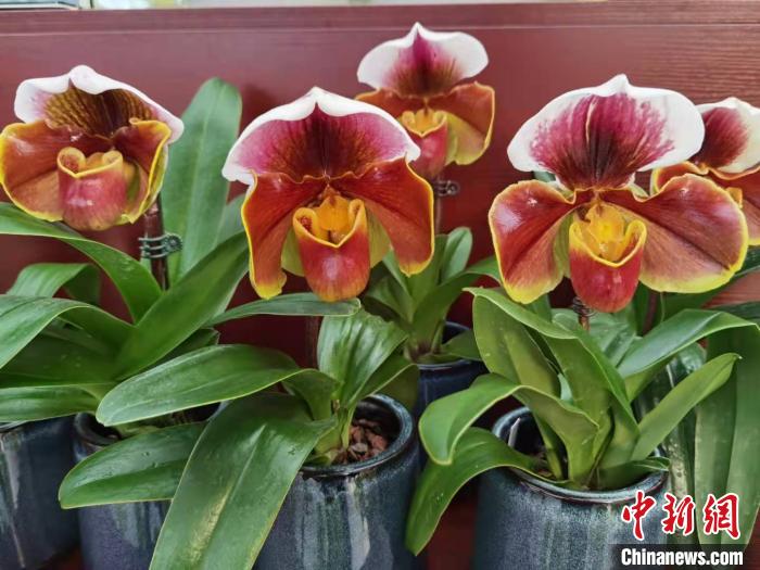 花卉南京市場有哪些_南京花卉市場_南京花卉市場營業時間