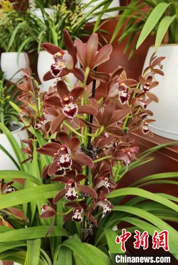 南京花卉市場_花卉南京市場有哪些_南京花卉市場營業時間