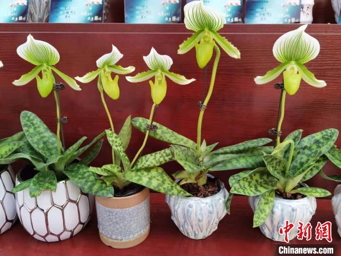 南京花卉市場營業時間_花卉南京市場有哪些_南京花卉市場