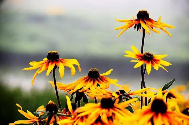 <strong>27種花園常用宿根花卉，你種過幾種？</strong>