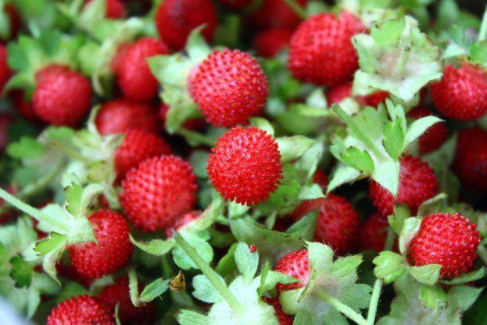 花卉宿根是什么意思_宿根花卉有哪些_宿根花卉根系