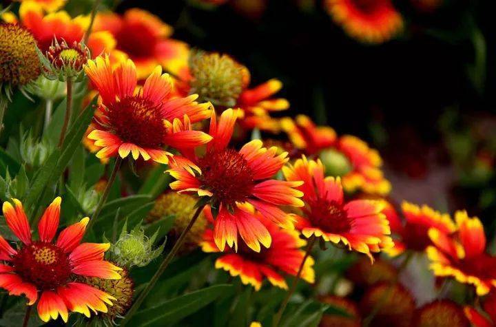 宿根花卉根系_宿根花卉有哪些_花卉宿根是什么意思