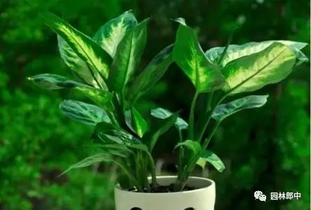 室內常種的二十種花卉（一）