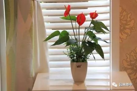 巴西木開花什么樣_開花巴西木圖片_開花的巴西木多少錢