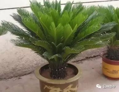 開花巴西木圖片_巴西木開花什么樣_開花的巴西木多少錢