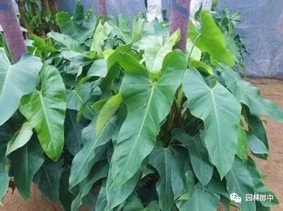 開花巴西木圖片_巴西木開花什么樣_開花的巴西木多少錢