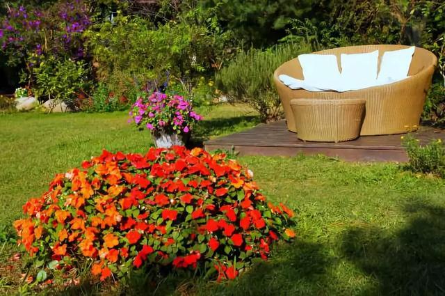 幾種花卉都是極其耐寒的，冬天在零度以下也能生長良好