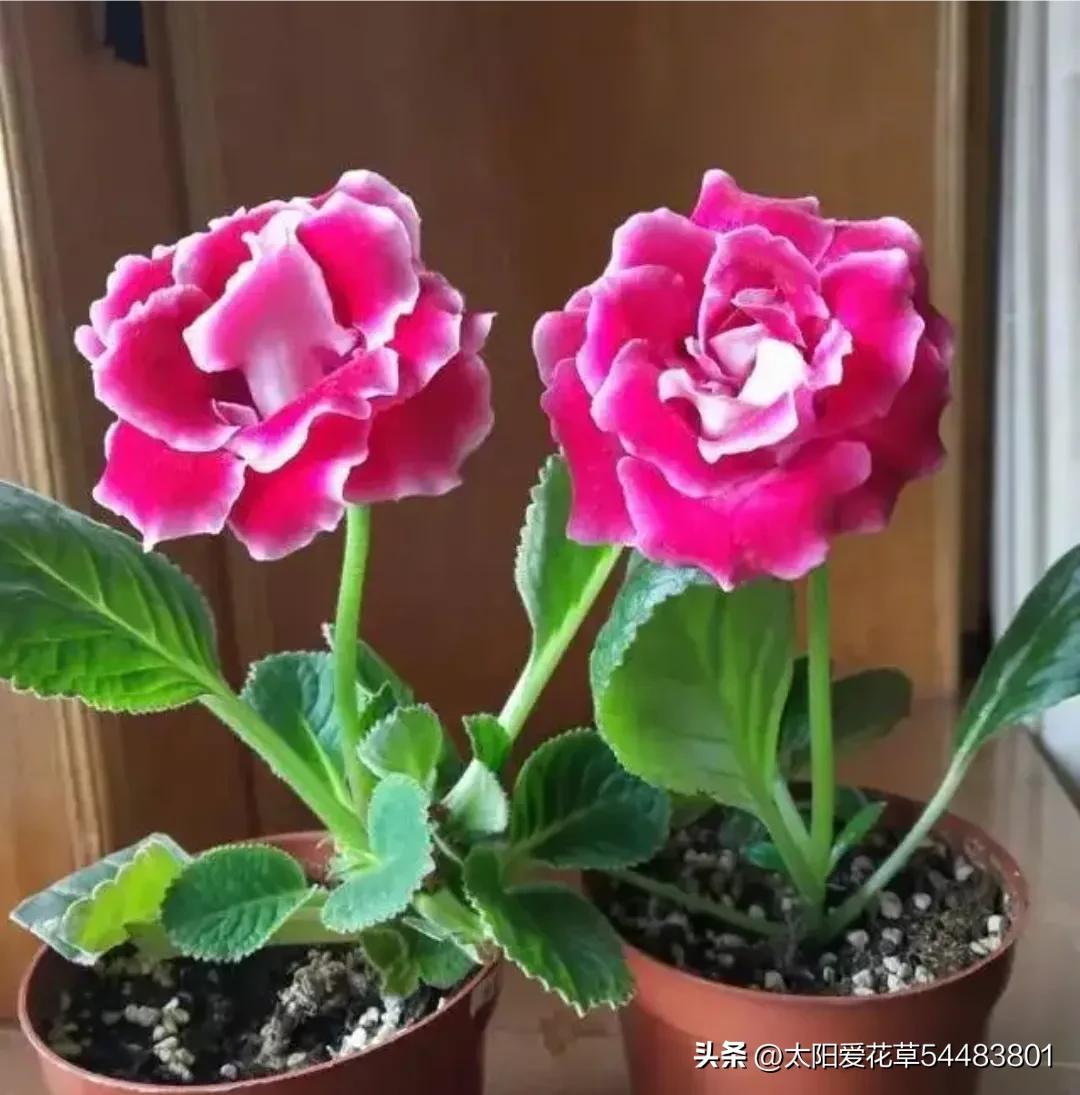 5種“喜陰花”，適合冬天養，不怕低溫和光少，開花美麗又喜慶