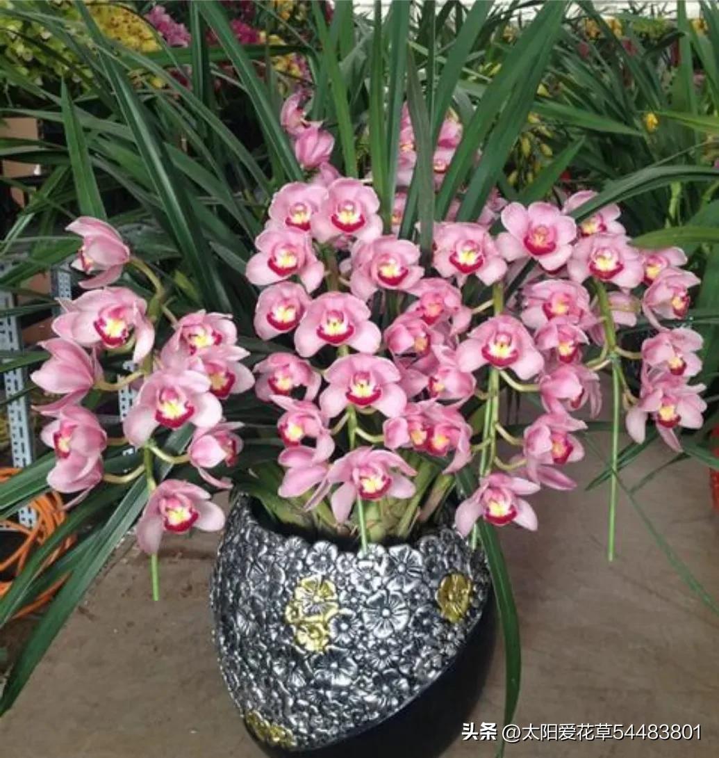 大巖桐花冬天開花嗎_大巖桐花冬天能開花嗎_大巖桐花為什么開一半不開了