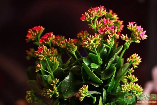 多肉植物長壽花圖片_長壽植物多肉花是什么樣的_長壽花是多肉植物嗎