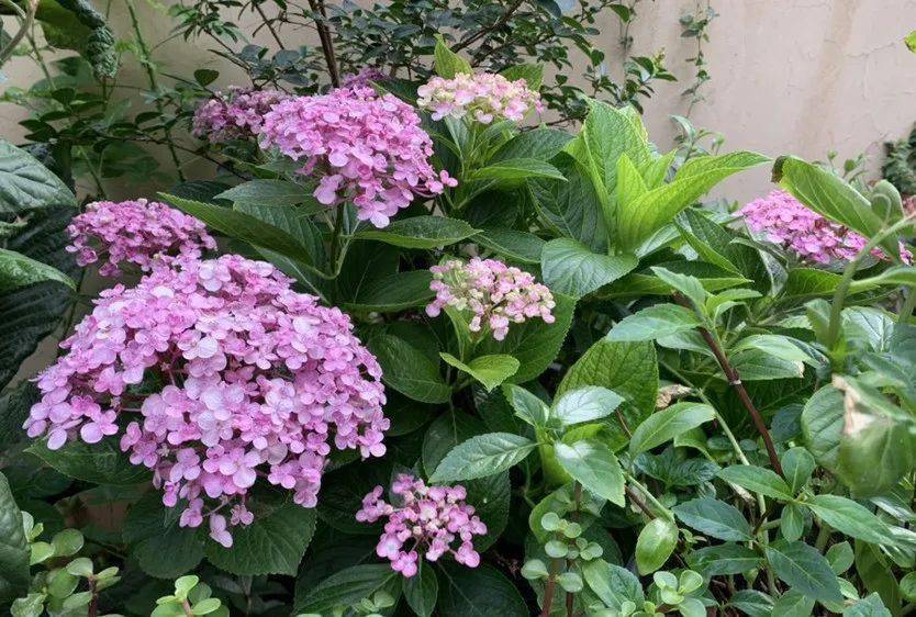 <strong>誰說陽臺朝北養不了花？5種花，就適合北陽臺，耐陰又皮實!</strong>