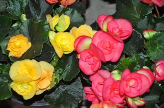 月份什么花_11月份適合養什么花_幾月買花好養