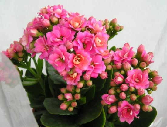 幾月買花好養_11月份適合養什么花_月份什么花