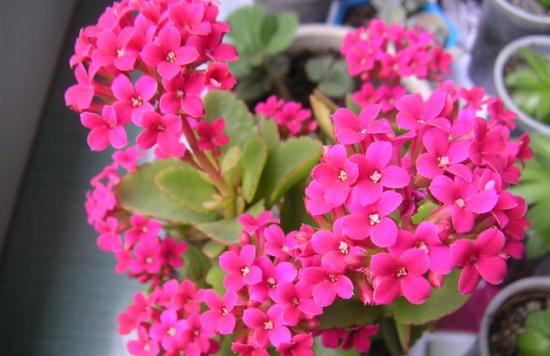 11月份適合養什么花_幾月買花好養_月份什么花