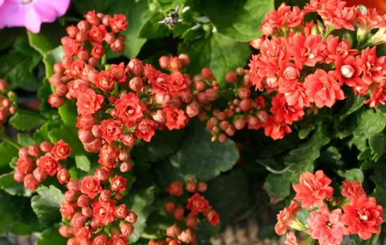 11月份適合養什么花_幾月買花好養_月份什么花