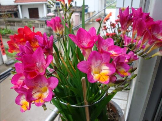 11月份適合養什么花_幾月買花好養_月份什么花