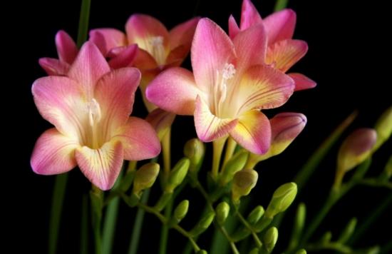 月份什么花_11月份適合養什么花_幾月買花好養