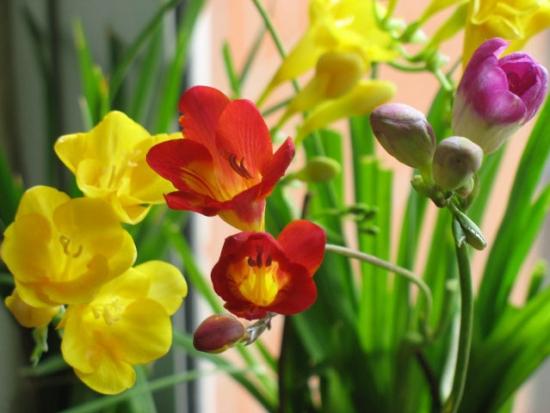 幾月買花好養_11月份適合養什么花_月份什么花