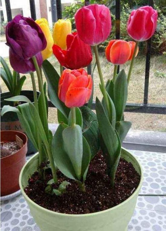 月份什么花_幾月買花好養_11月份適合養什么花