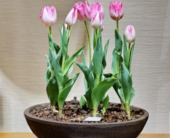 11月份適合養什么花_幾月買花好養_月份什么花