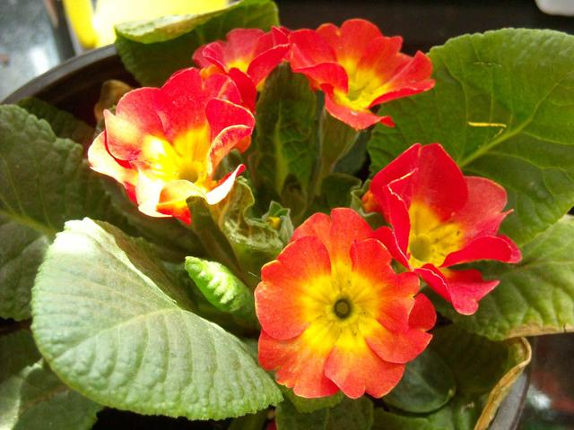 幾月買花好養_11月份適合養什么花_月份什么花