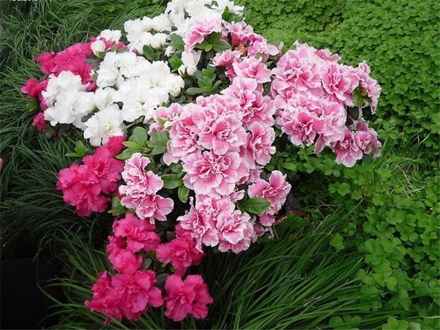 幾月買花好養_11月份適合養什么花_月份什么花