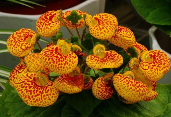 月份什么花_11月份適合養什么花_幾月買花好養