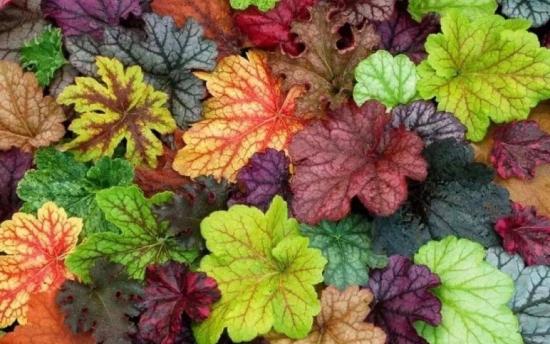 月份什么花_幾月買花好養_11月份適合養什么花