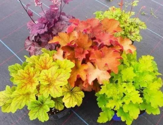 月份什么花_幾月買花好養_11月份適合養什么花