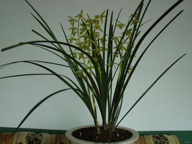 11月份適合養什么花_幾月買花好養_月份什么花