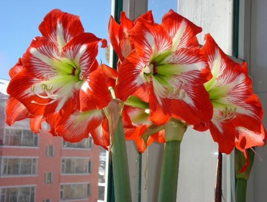 11月份適合養什么花_月份什么花_幾月買花好養