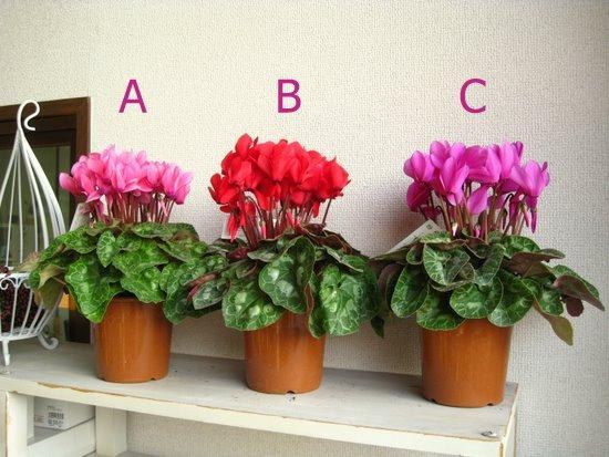 11月份適合養什么花_幾月買花好養_月份什么花