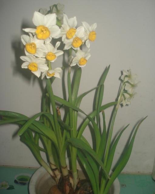 11月份適合養什么花_幾月買花好養_月份什么花